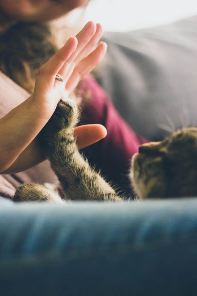 hand high-fiving a cat's paw